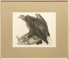 Prideaux John Selby, Engravings, on Paper