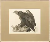 Engravings by Prideaux John Selby, on Paper, offered Nov 2023