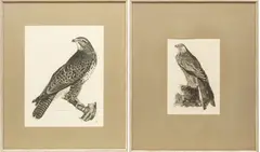 Prideaux John Selby, Engravings, on Paper