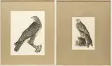 Engravings by Prideaux John Selby, on Paper, offered Nov 2023