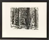 Untitled by Monte Nagler, Gelatin Silver Print 2007, Mariposa Grove In Winter, offered Sep 2023