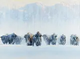 Ed DuRose, Buffalo Herd, acrylic on canvasboard
