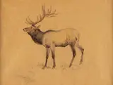 The Bull Elk by Charles Marion Russell, mixed media, offered Mar 2026