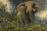 Bruce Miller, Jungle Bull, oil on canvas