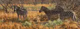 Zebras by Julia Nottsinger Rogers, oil on board, offered Mar 2026