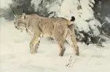 Ken Carlson, Lynx in Winter, oil on board