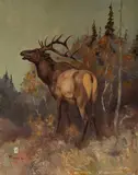 Ace Powell, Wapiti, oil on canvasboard
