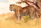 Bob Kuhn, Leopard