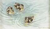 Robert Bateman, Ducklings