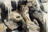 Bonnie Marris, Comfort Zone, Canada Lynx, oil on canvas