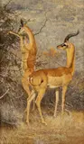 Bob Kuhn, Gerenuk
