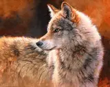 Bonnie Marris, Wolf Study, oil on canvas