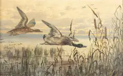 John Fery, Mallards Up Close, oil on canvas