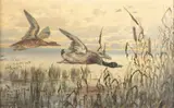 John Fery, Mallards Up Close, oil on canvas