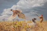 Tom Beecham, Ringneck Pheasants on the Wing, oil on board
