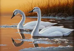 Daniel Smith, Swans, acrylic on board