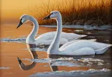 Daniel Smith, Swans