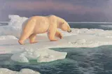 Hayden Lambson, Polar Bear, oil on canvas