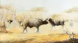Cape Buffalo Herd by Michael Ghaui, oil on canvas, offered Mar 2026