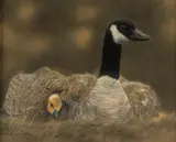 Goose and Baby by Lesley Harrison, pastel, offered Mar 2026