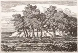 Birger Sandzén, Old Cottonwood Trees, lithograph, 1917