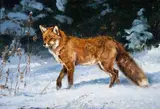 Luke Frazier, Curious Fox