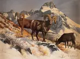 Gary Swanson, Bighorn Sheep