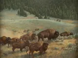 Bison Chase by Barbara Peets, oil on board, offered Mar 2025