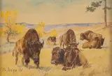 William "Bill" Gollings, Buffalo
