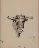 Untitled (Head of a Steer) Illustration for Trails Plowed Under by Charles Marion Russell, pen and ink, offered Mar 2025