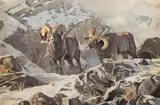 Dave Wade, Bighorn Sheep, oil on canvas