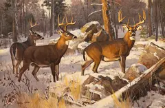 Dave Wade, Whitetail, oil on board
