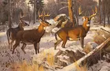 Dave Wade, Whitetail, oil on board