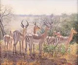 Francois Koch, African Impala, oil on canvas