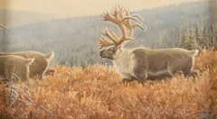 Ray Sexton, Autumn Caribou, acrylic on board