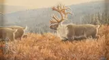 Ray Sexton, Autumn Caribou, acrylic on board