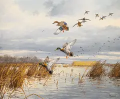 David Maass, Mallards, oil on board