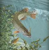 Mark Susinno, Pike, oil on board