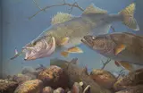 Mark Susinno, Walleye, oil on canvas