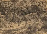 Greg Beecham, Study for Bucks Lair, pencil