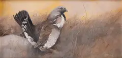Tom Sander, Grouse, gouache
