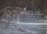 John Seerey-Lester, Coyote Moon, acrylic on board