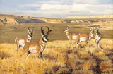 Dave Wade, Antelope, oil on board