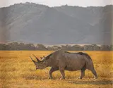 Adam Smith, Rhino, acrylic on board