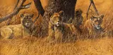 Gary Swanson, African Lions