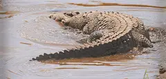 Adam Smith, Crocodile, oil on board