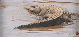 Adam Smith, Crocodile, oil on board