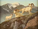 Hayden Lambson, Dall Sheep Rams, oil on canvas