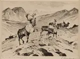 Carl Rungius, Above the Timberline, etching