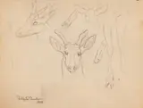 Philip Russell Goodwin, Deer
